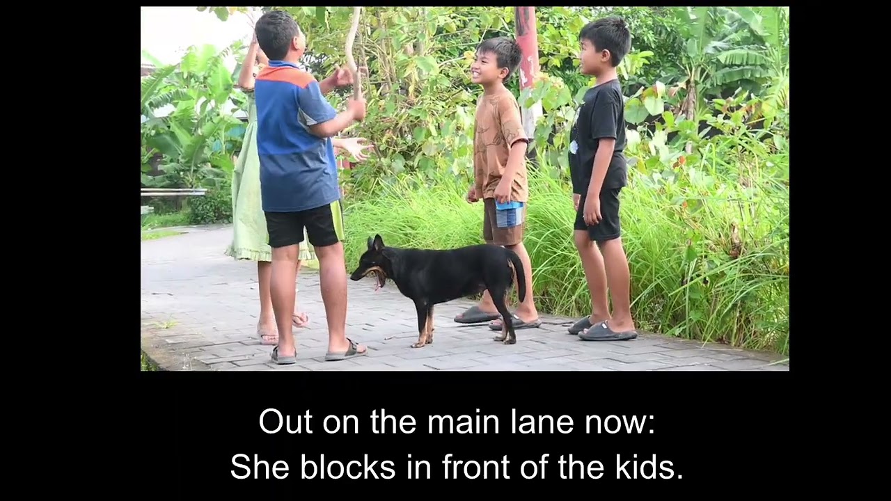 MARTHA MISINTERPRETS DOG BEHAVIOR 