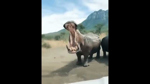 Зевающий бегемот внушает благоговейный ужас.