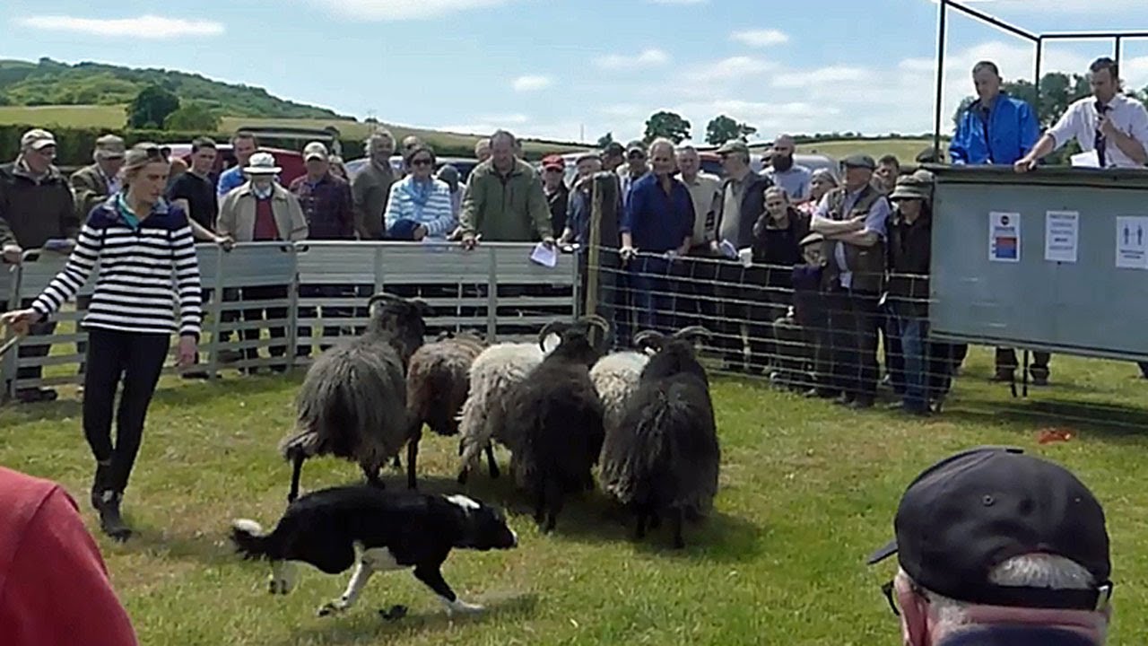 Working Sheep Dog Sale at Usk Showground, South Wales. Sheep dogs pups