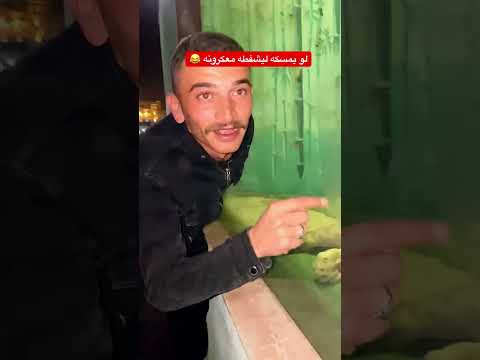 اللعب مع الاسم مش مزحه اسد    حيوانات   النمر اكسبلور 90 ثعلب