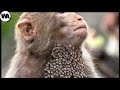 Esto Es Lo Que Hacen Los Chimpancés Cuando Sienten Dolor