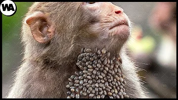 ¿Por qué los monos se frotan cebolla?