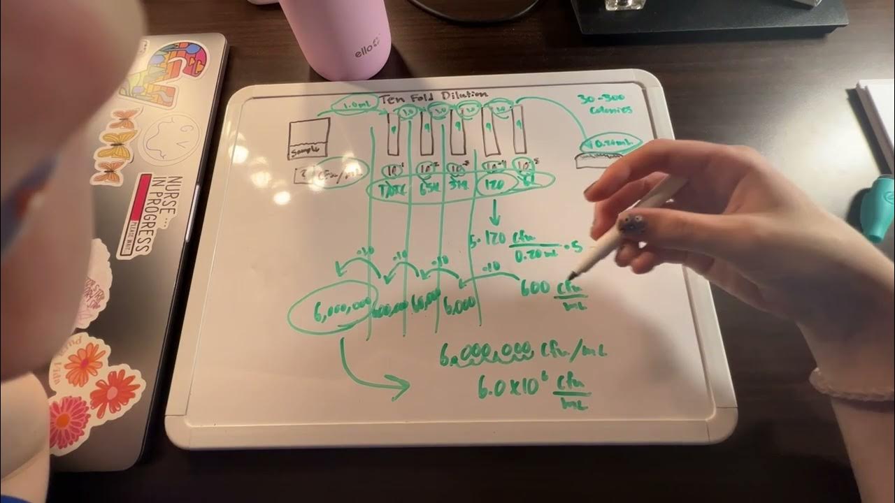 How to do a Ten Fold Dilution/Cell Density Calculation YouTube