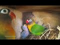 Lovebird Chicks (June-27-2020) - From Green Black Masked Pair