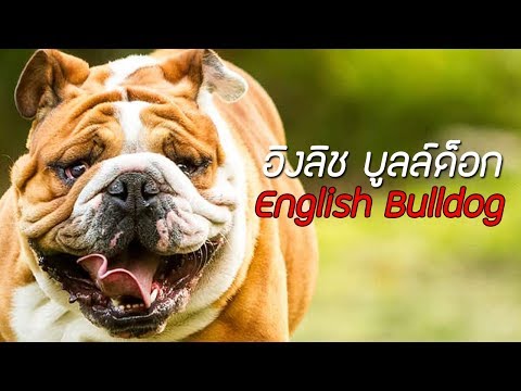 วีดีโอ: วิธีการเลือก English Bulldog