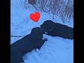 ♥️♥️♥️Chocolate Lab Puppy Loves Big Brother Black Lab Chewing Sticks in Snow ♥️♥️♥️ Sweet Moment