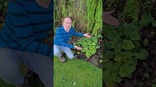 Brunnera buiten het seizoen #schaduwminnendeplanten #tuinieren #kruiden #permacultuur #tuin #planten #ontdekken #wauw