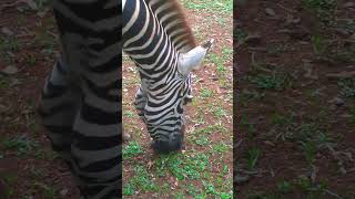 Beautiful Zebra Skin carvings by Hewan Penghibur 46 views 8 days ago 1 minute, 7 seconds