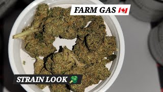 Farm Gas 🇨🇦 strain look 🥦 from Pedanios #germany #growwithlove #cannabis #art #trending #life