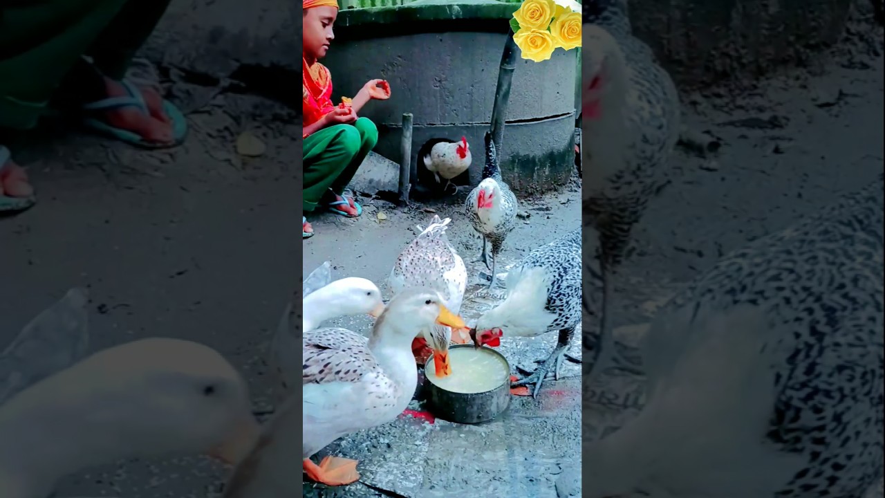 #Duck