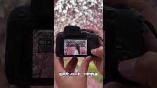 spring cherry blossom photography Gentle atmosphere parameter sharing#Photography#The prom