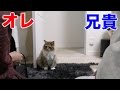 ちゃちゃはオレか兄貴、どっちに行く！？