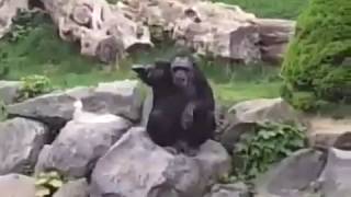 😮💩Nazi Schimpanse 😮💩 #zoo #naziaffe #schimpanse