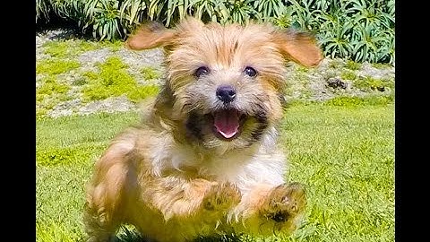 Morkie puppies for sale los angeles