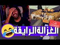 هي دي الغزالة الرايقة اللي بيقولوا عليها محاكي الغزالة DEEEER Simulator