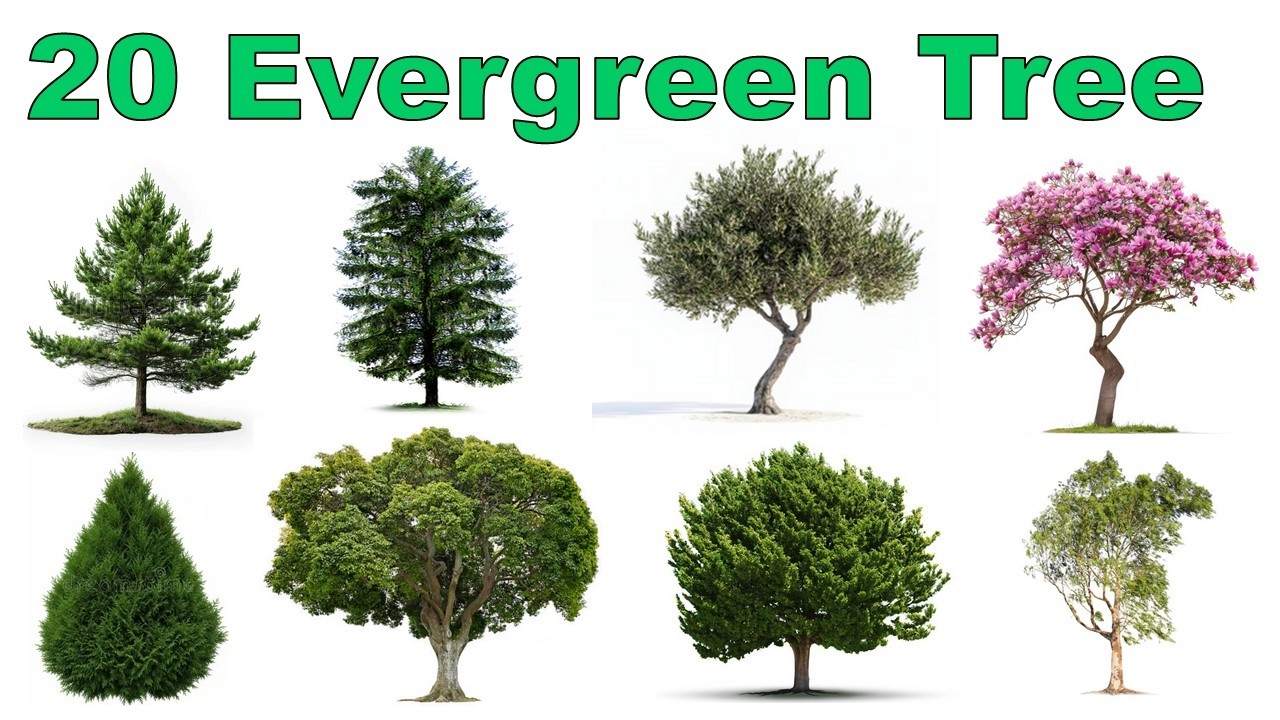 Evergreen Trees Names