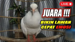 PUTER PUTIH MATA MERAH II MASTERAN AMPUH II SUARA MERDU BURUNG PUTER