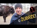 O Żubrze! - co, gdzie i dlaczego? - o Lesie #22