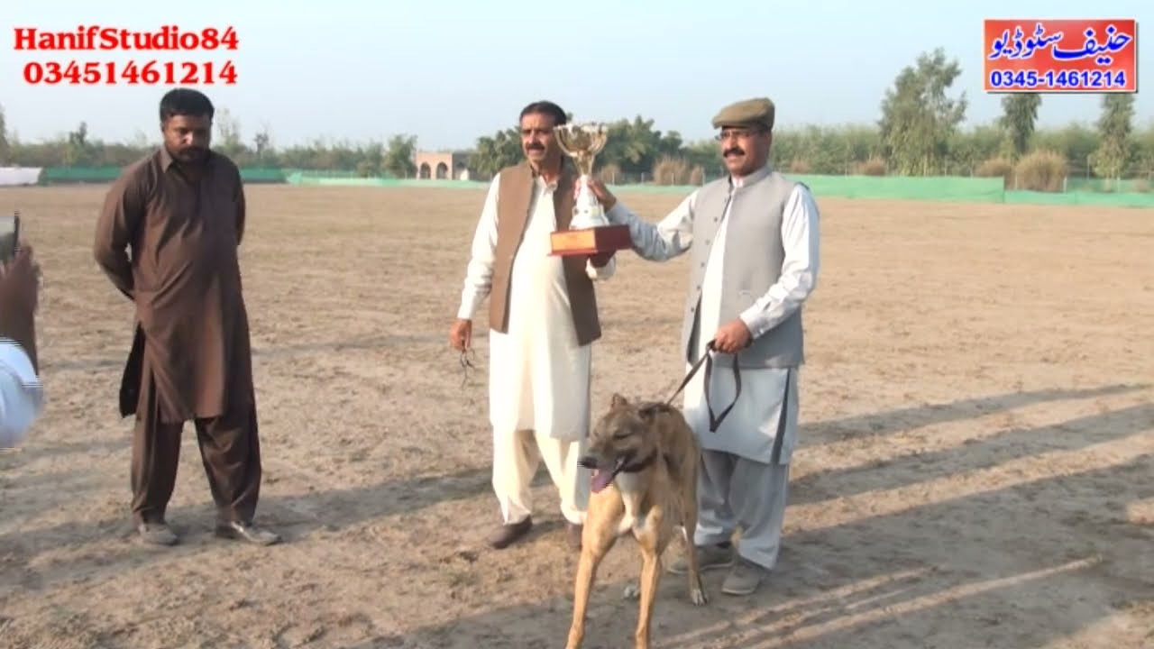 3 Dec 2021 Final country bread Raj pur coursing race