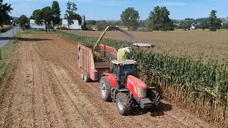 Harvesting Tall Corn