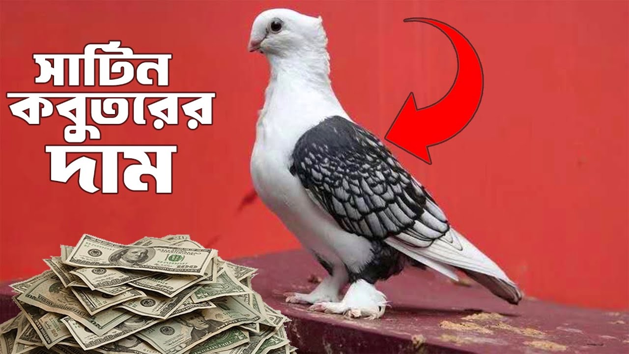 Satin pigeon price. Satin pigeon breeding method. satin pigeon price in bd.