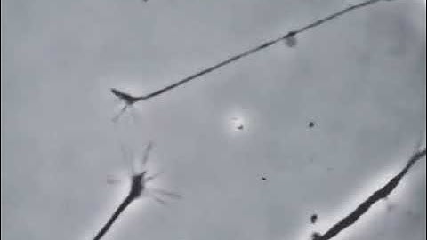 Two neurons sensing each other. And trying to connect: