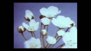 𝙮𝙪𝙢𝙚 𝙪𝙩𝙨𝙪𝙩𝙨𝙪 - 𝙨𝙡𝙤𝙬𝙚𝙙 𝙧𝙚𝙫𝙚𝙧𝙗