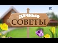 ДАЧНЫЕ СОВЕТЫ: клубника