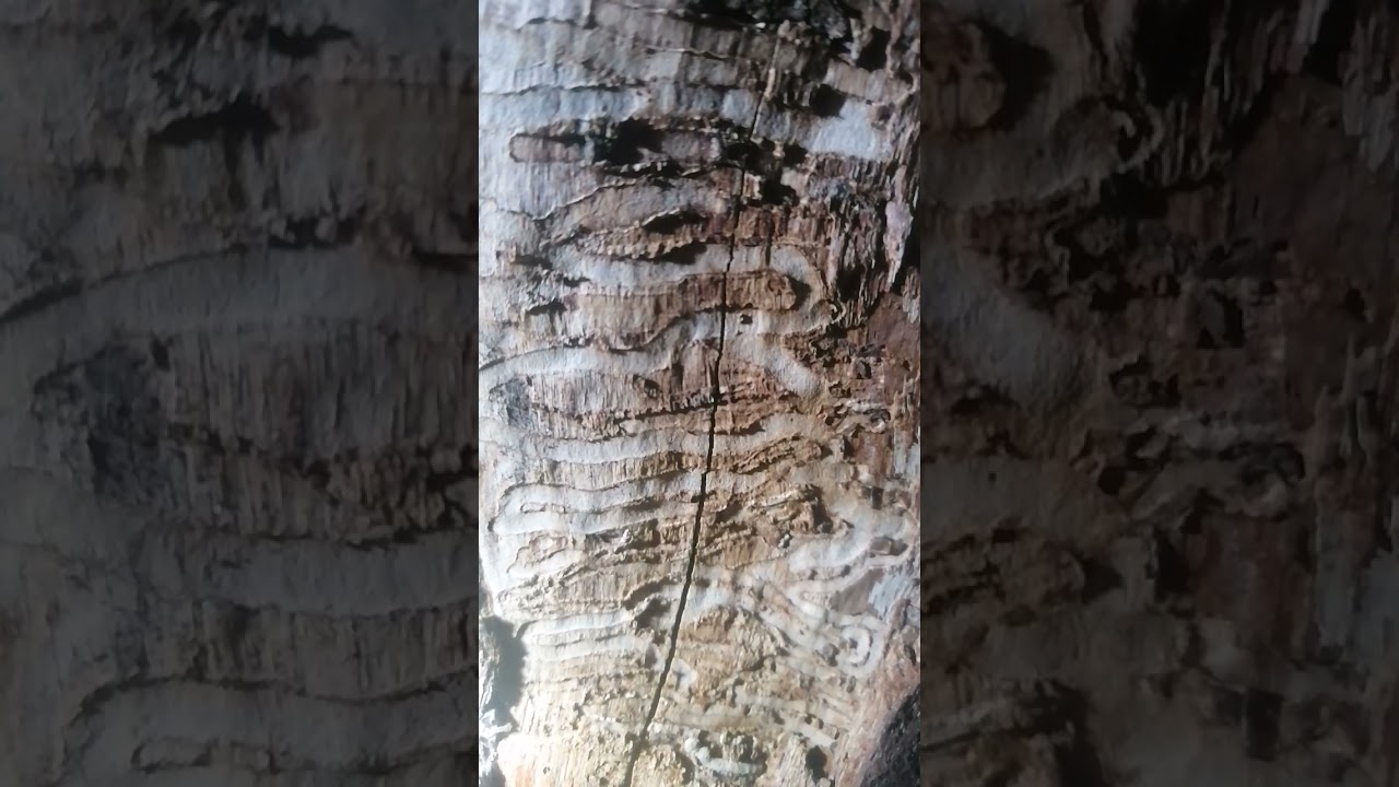 14 декабря 2021 г. Жуки короеды