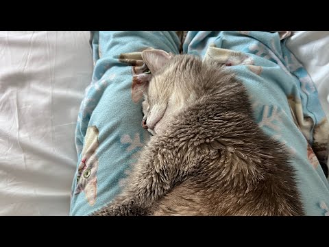 Dad, Pets All Done. Mom, Help Food Water! | Billispeaks