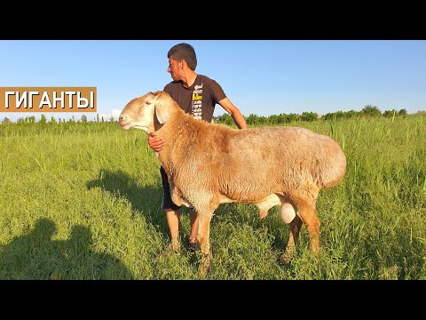 Супер! Гигантские бараны в хозяйстве Куаныша Мыктыбаева. Стадо баранов стоимостью 300 000 долларов