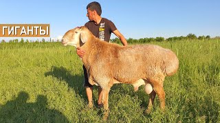 Супер! Гигантские бараны в хозяйстве Куаныша Мыктыбаева. Стадо баранов стоимостью 300 000 долларов