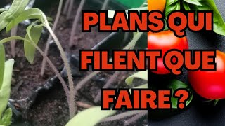 Plans de tomates qui filent, que faire ?