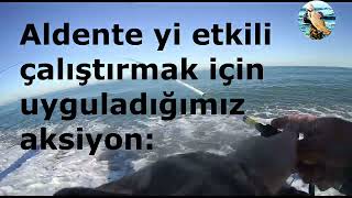 IMA ALDENTE 95S LÜFER ÇİNEKOP SPİN BALIK AVI