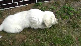 MVI_4395.AVI
