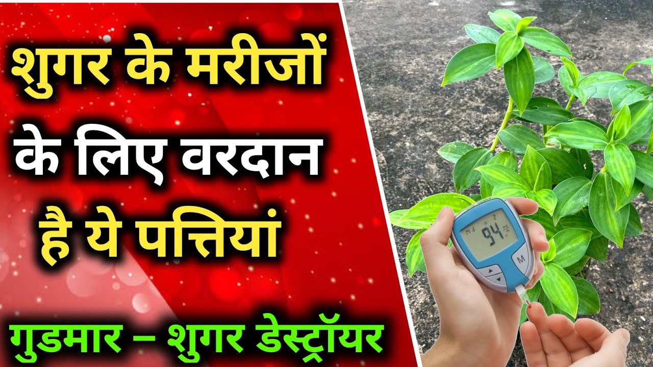 शुगर के मरीजों के लिए वरदान है गुडमार की पत्तियां | Gurmar for Diabetes | Gudmar Ke Fayde