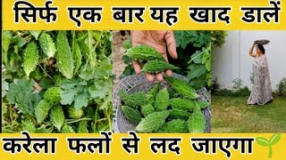 "करेला फलों से लद जाएगा। बस 1 बार डालें यह खाद। बंपर पैदावार का सीक्रेट" Bitter gourd Gardening Tips