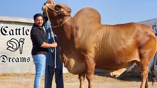 Biggest Brahman Bull  At Farrukh Cattle Farm (Part 2)  Bakra Eid 2024  Bakra Mandi 2024