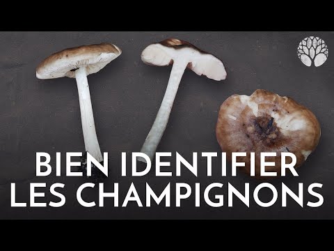 Vidéo: Faux champignons : une description de l'endroit où ils poussent. Quelle est la différence entre les faux champignons et les comestibles