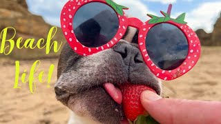 A Beach Day in the life of my 3 French Bulldogs by Eric Charming 320 views 1 year ago 1 minute, 26 seconds