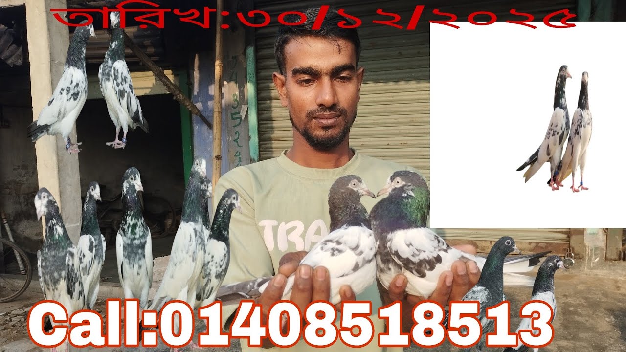 #ওমান ১২৮ নম্বর টেডি দুবাই টেডি #ওমান #১২৮ টেডি লোকেশন খুলনা ফুলতলা মীর হাইফ্লাইয়ার পিজন বিডি #