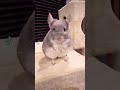 とんとととんっ🐹✨