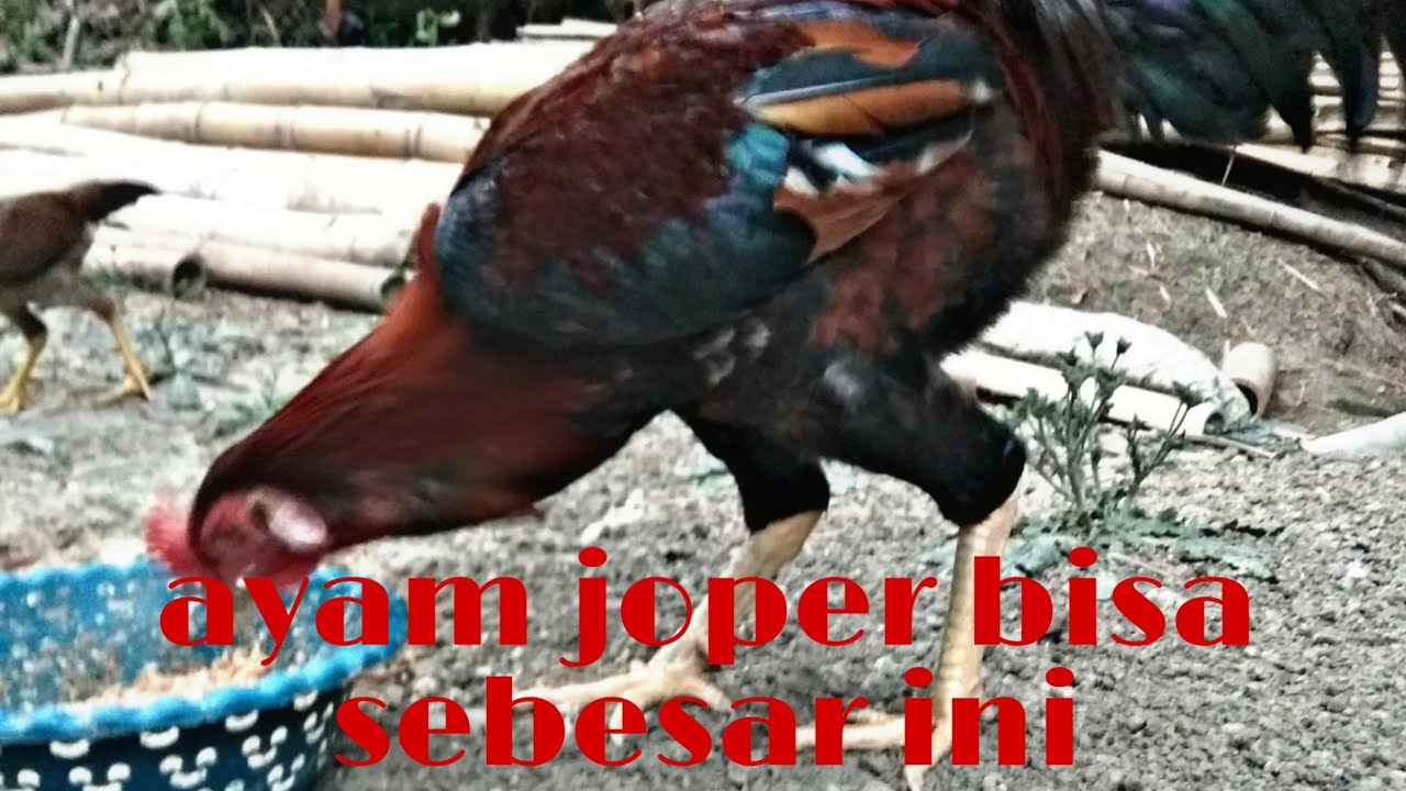 Ternak ayam joper Sampai besar 