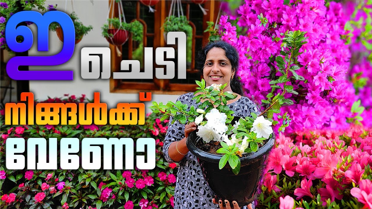 അസെലിയ ചെടിയിൽ എങ്ങനെ വേര് പിടിപ്പിക്കാം |How to Root Azalea |J4u Tips