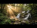 Forest Morning Instrumental 🌿 Calm Nature Music for Relaxation, Focus &amp; Peaceful Mind Energy