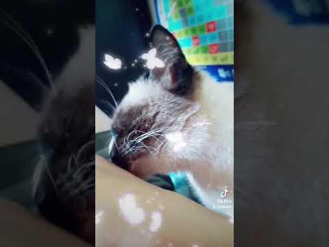 Метис мейнкуна