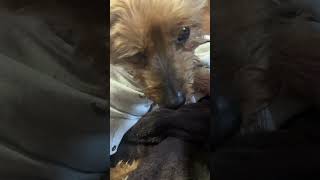 Hagrid is adjusting to life with three legs. Thank you for your prayers! #hagrid #specialneedsdog
Hagrid is adjusting to life with three legs. Thank you for your prayers! #hagrid #specialneedsdog Hagrid is adjusting to life with three legs. Thank you for your prayers! #hagrid #specialneedsdog