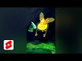 Singing with the Lums Rayman Origins