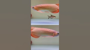 Cá Rồng Huyết Long đầu muỗng đuôi càng #carong #huyetlong #arowana #thinhhanh #xuhướng #cacanh