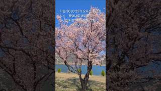 나는 SOLO 25기 촬영지.용당나루 매화공원.실시간 개화 상황